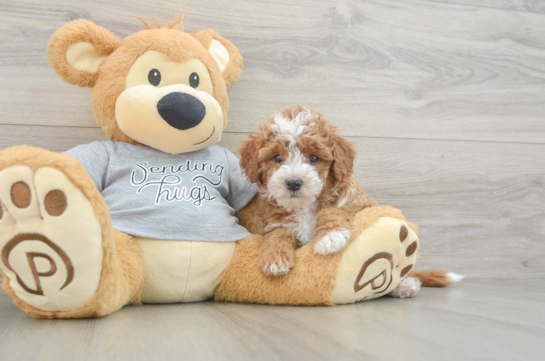 Cavapoo Puppy for Adoption