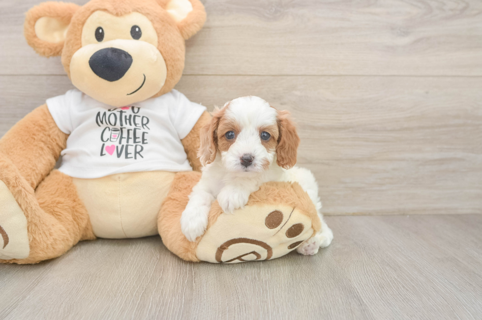 6 week old Cavapoo Puppy For Sale - Simply Southern Pups