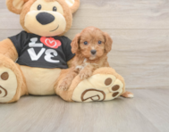 7 week old Cavapoo Puppy For Sale - Simply Southern Pups