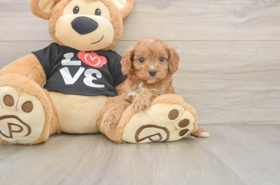 6 week old Cavapoo Puppy For Sale - Simply Southern Pups
