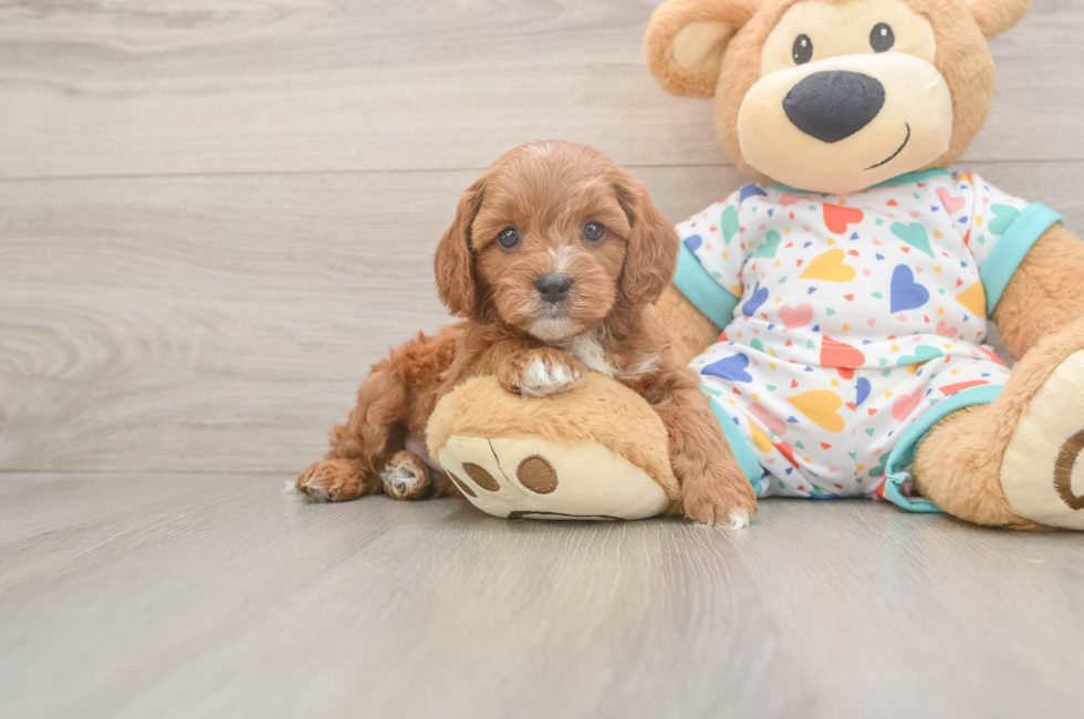 6 week old Cavapoo Puppy For Sale - Simply Southern Pups
