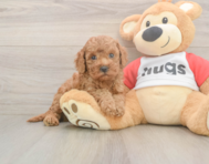 7 week old Cavapoo Puppy For Sale - Simply Southern Pups