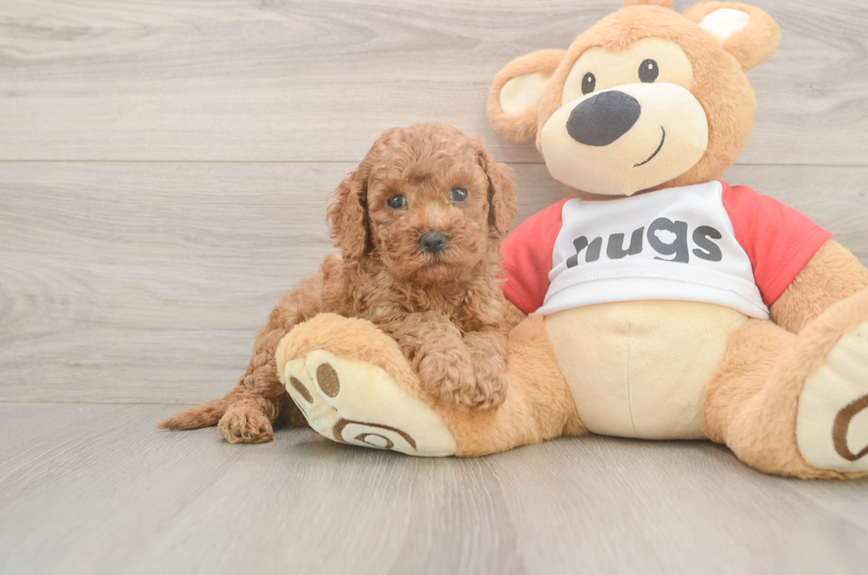 5 week old Cavapoo Puppy For Sale - Simply Southern Pups