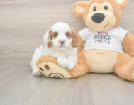 7 week old Cavapoo Puppy For Sale - Simply Southern Pups