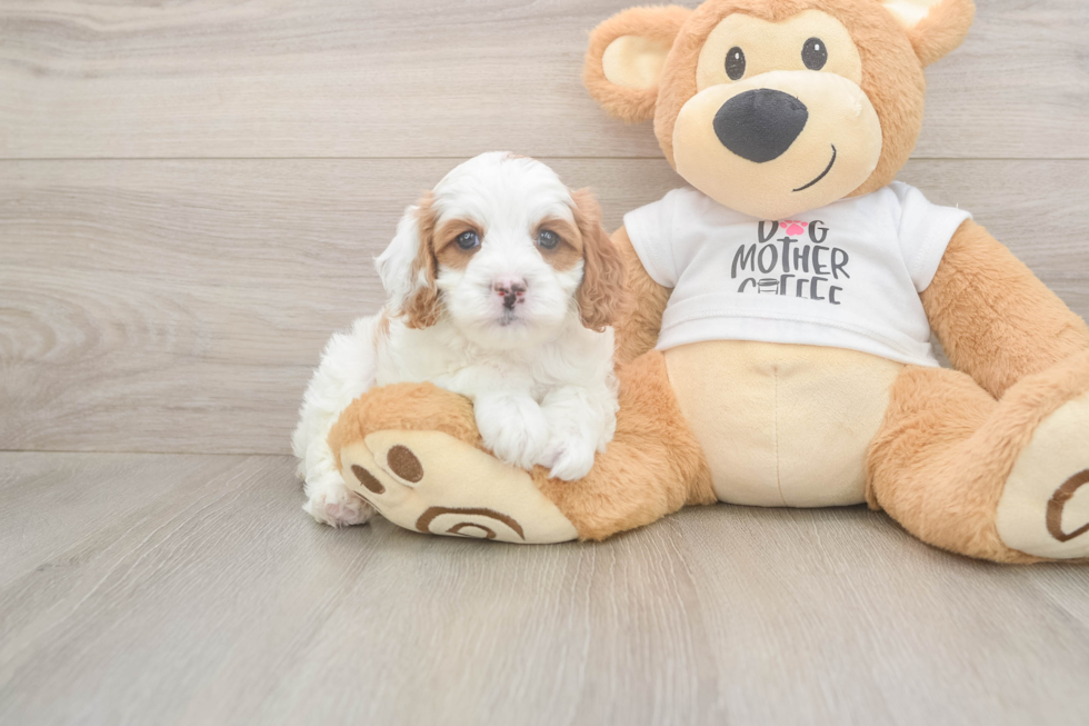 Meet Everett - our Cavapoo Puppy Photo  1/3 - Simply Southern Pups Sweet Cavapoo Baby