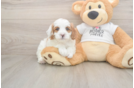 Meet Everett - our Cavapoo Puppy Photo  1/3 - Simply Southern Pups Sweet Cavapoo Baby