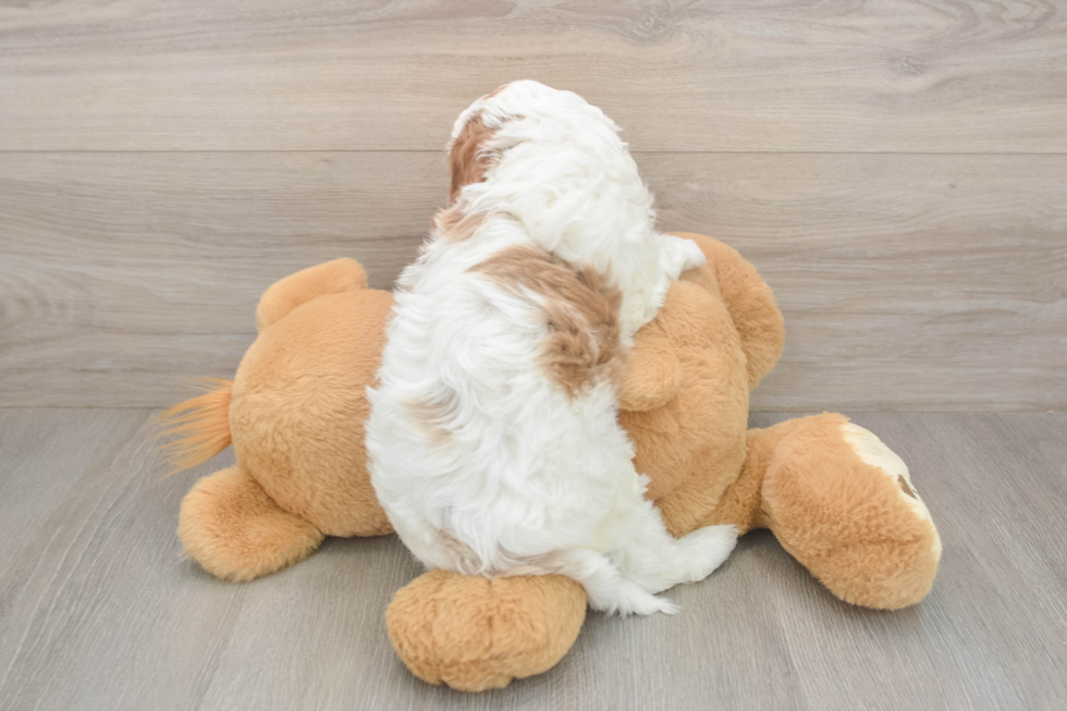 Meet Everett - our Cavapoo Puppy Photo  3/3 - Simply Southern Pups Cavapoo Pup Being Cute