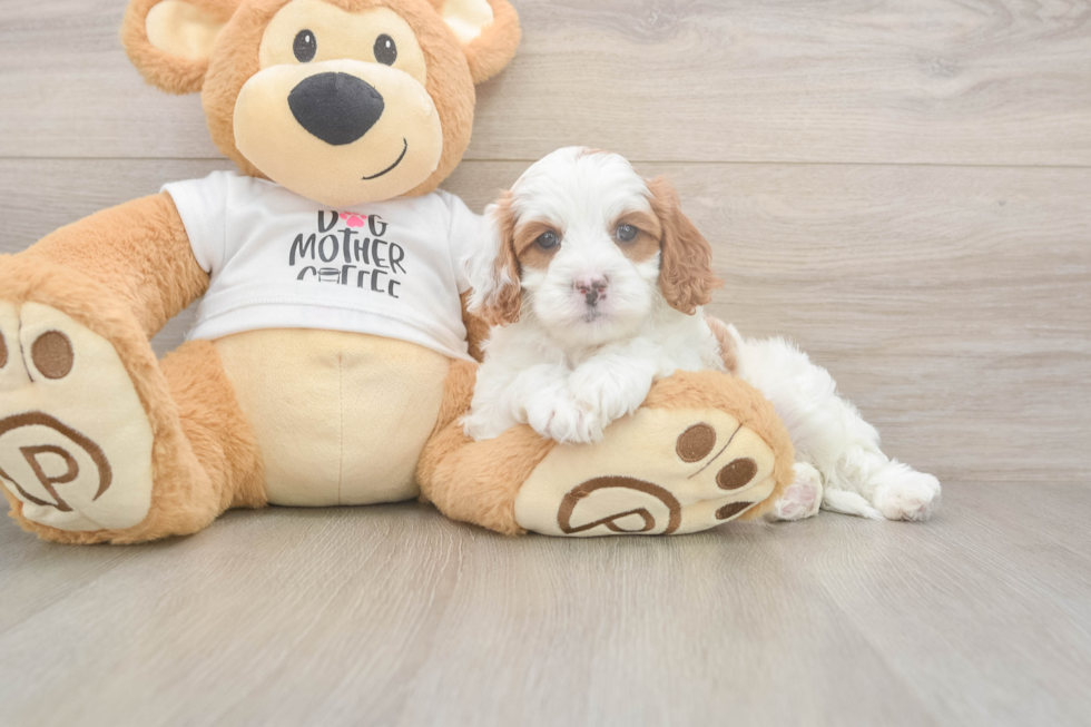 Meet Everett - our Cavapoo Puppy Photo  2/3 - Simply Southern Pups Cavapoo Pup Being Cute