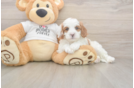 Meet Everett - our Cavapoo Puppy Photo  2/3 - Simply Southern Pups Cavapoo Pup Being Cute