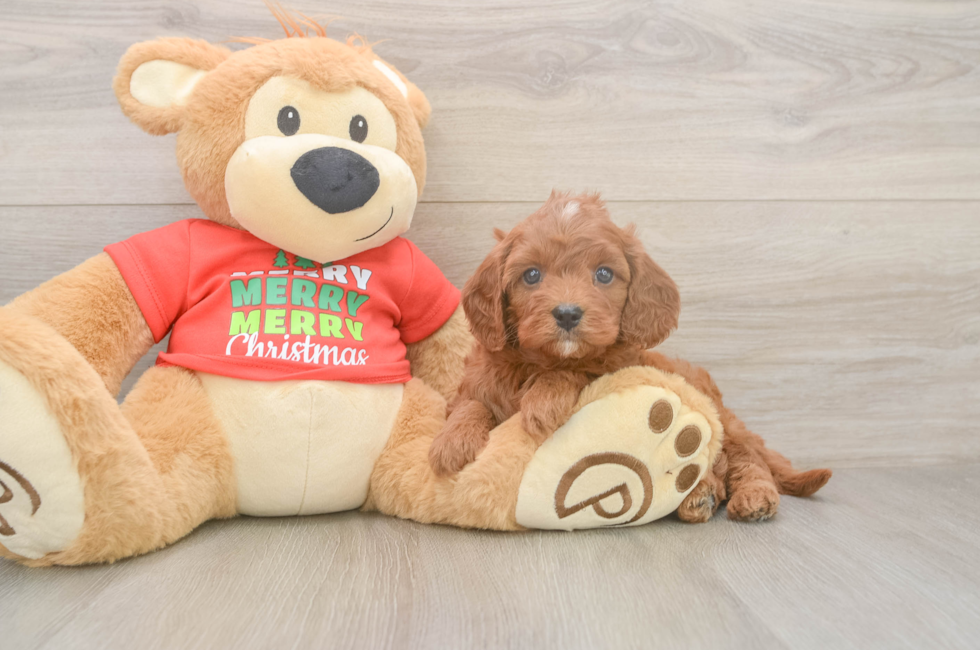 5 week old Cavapoo Puppy For Sale - Simply Southern Pups