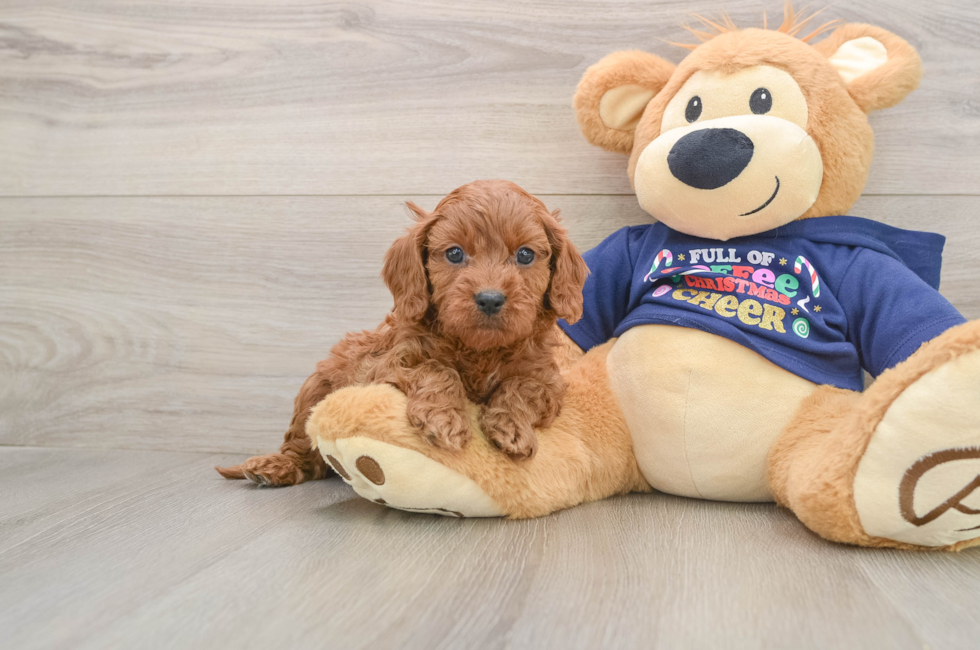 5 week old Cavapoo Puppy For Sale - Simply Southern Pups