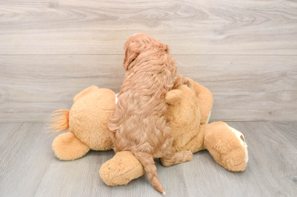 Playful Cavapoodle Poodle Mix Puppy