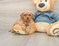 8 week old Cavapoo Puppy For Sale - Simply Southern Pups