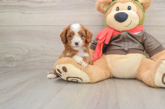 Funny Cavapoo Poodle Mix Pup