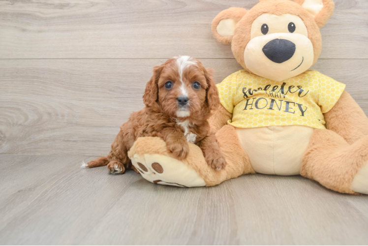 Cavapoo Pup Being Cute
