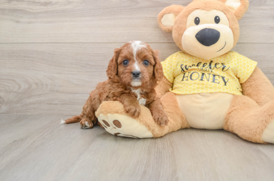 Cavapoo Pup Being Cute