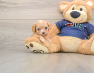 9 week old Cavapoo Puppy For Sale - Simply Southern Pups