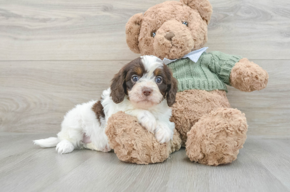 7 week old Cavapoo Puppy For Sale - Simply Southern Pups