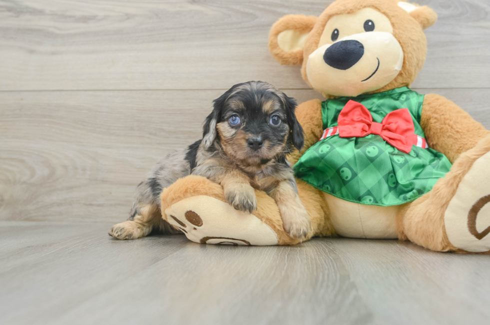 6 week old Cavapoo Puppy For Sale - Simply Southern Pups