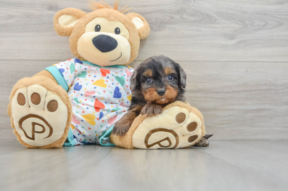 5 week old Cavapoo Puppy For Sale - Simply Southern Pups