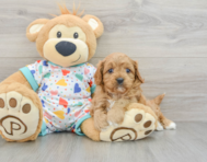 8 week old Cavapoo Puppy For Sale - Simply Southern Pups