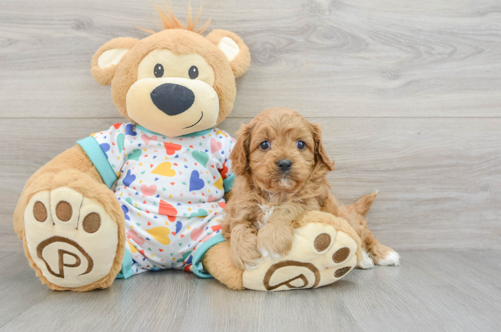 7 week old Cavapoo Puppy For Sale - Simply Southern Pups