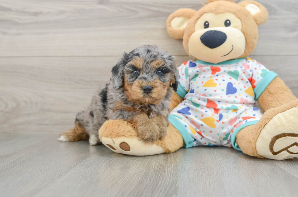 5 week old Cavapoo Puppy For Sale - Simply Southern Pups