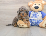 8 week old Cavapoo Puppy For Sale - Simply Southern Pups