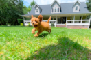 Best Cavapoo Baby
