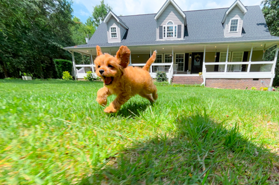 Best Cavapoo Baby