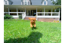Cute Cavapoo Baby