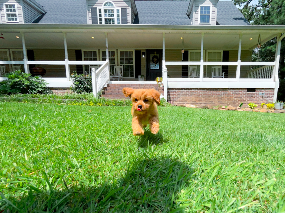 Cute Cavapoo Baby
