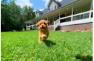 Cute Cavapoo Poodle Mix Pup