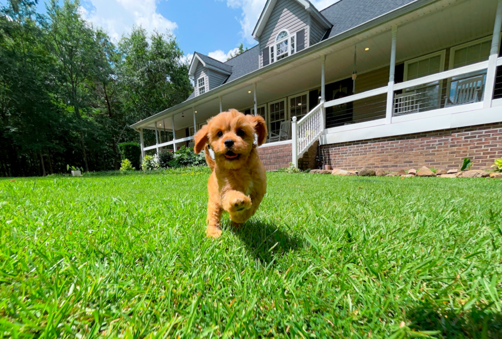 Cute Cavapoo Poodle Mix Pup
