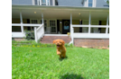 Cute Cavapoo Baby
