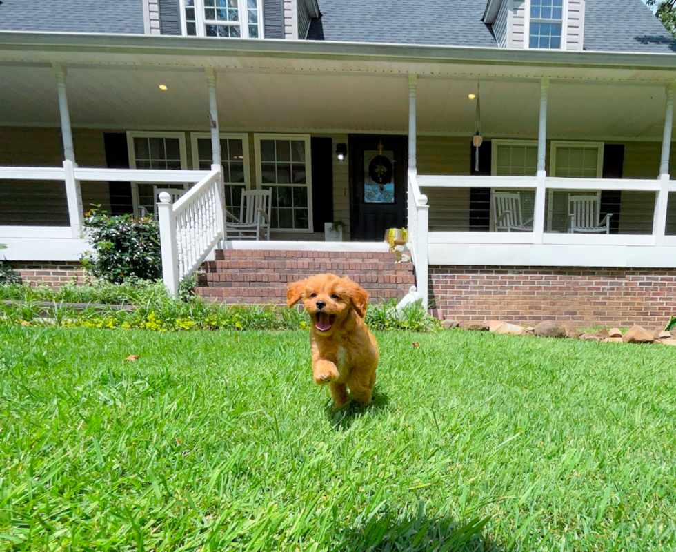 Cute Cavapoo Baby