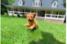 Cute Cavapoodle Poodle Mix Puppy