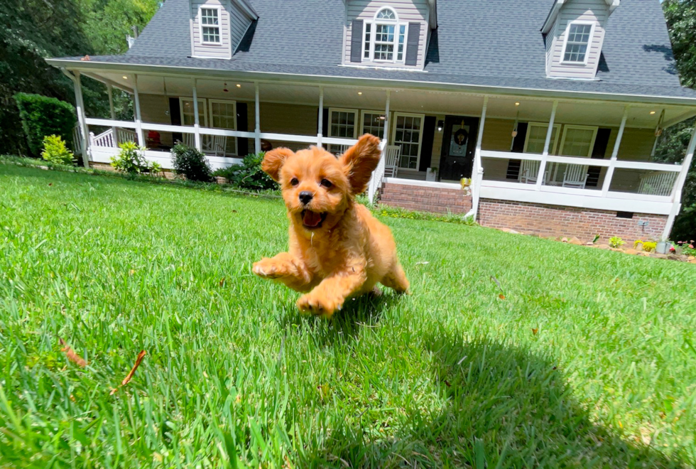 Cute Cavapoodle Poodle Mix Puppy