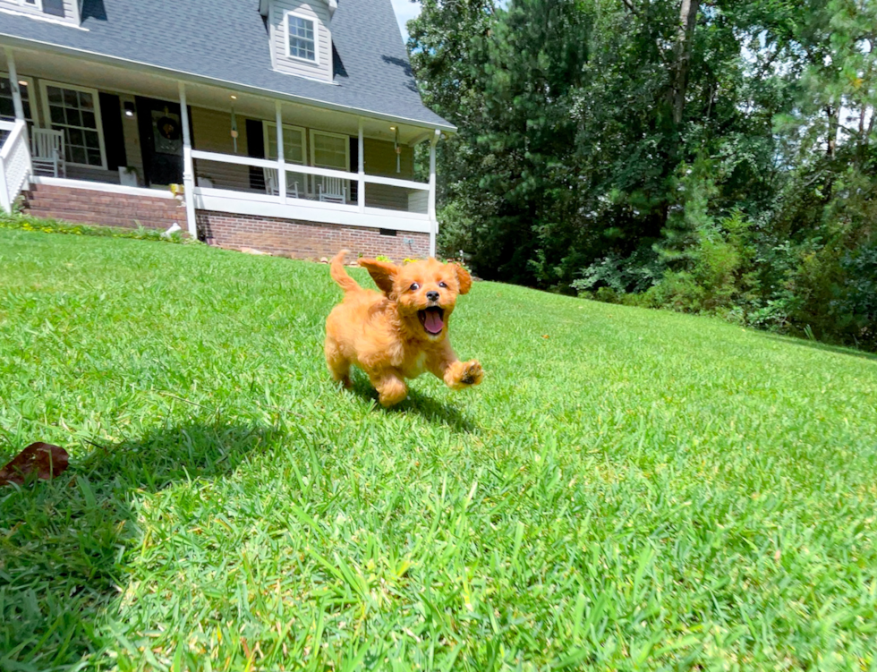 Cute Cavapoo Poodle Mix Pup
