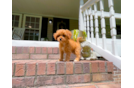 Best Cavapoo Baby