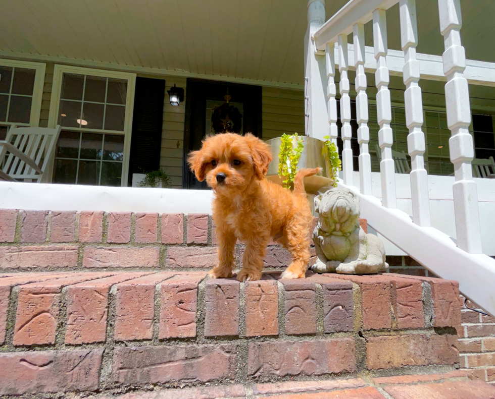 Best Cavapoo Baby
