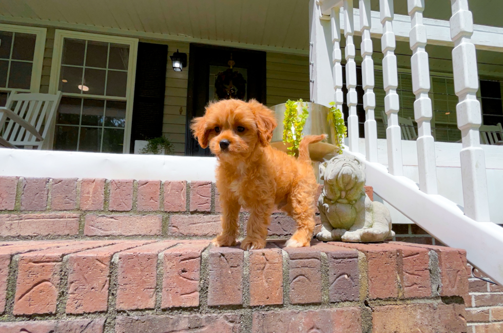 10 week old Cavapoo Puppy For Sale - Simply Southern Pups