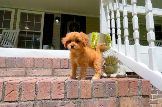 Best Cavapoo Baby