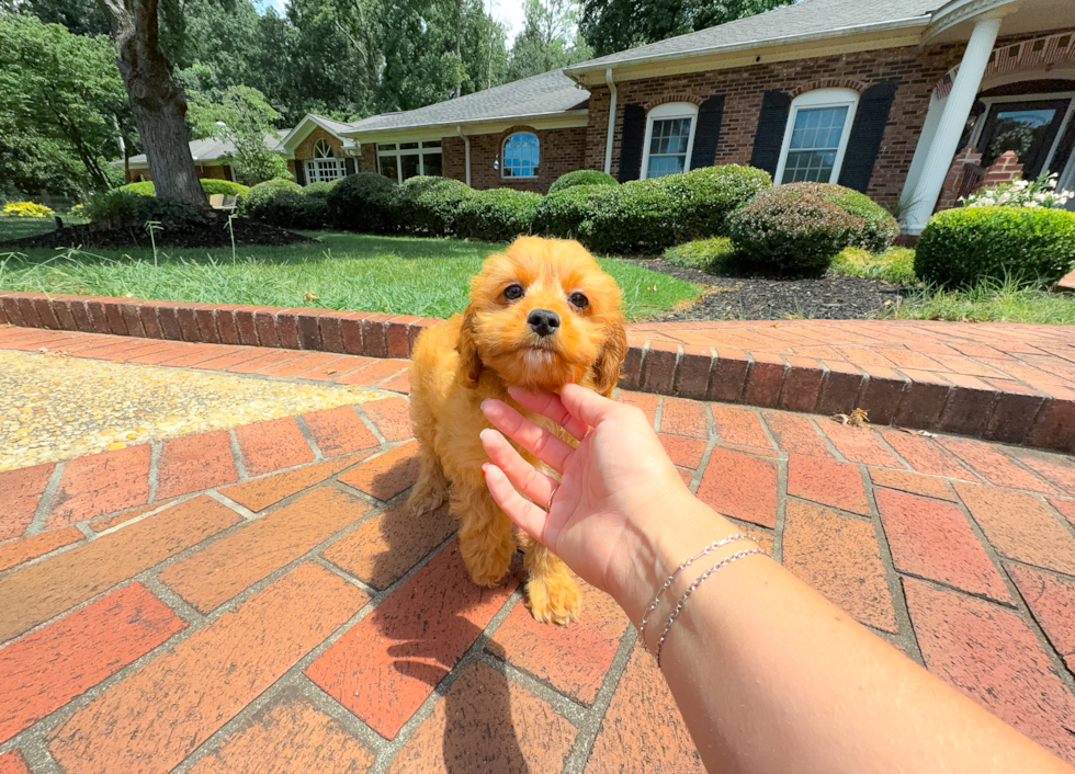 Cavapoo Pup Being Cute