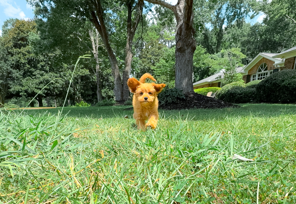 Cute Cavapoo Poodle Mix Pup
