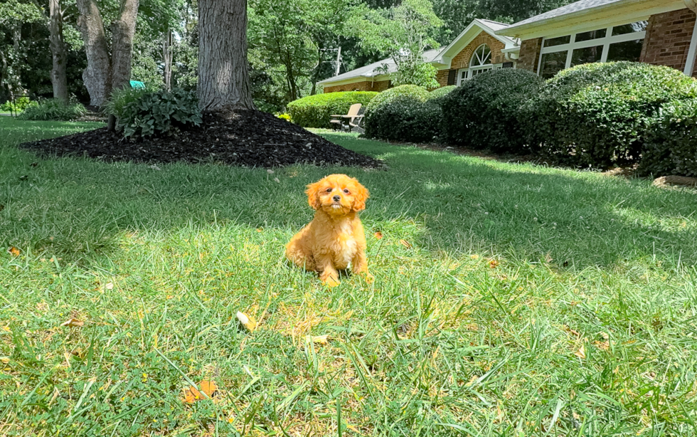 Cavapoo Pup Being Cute