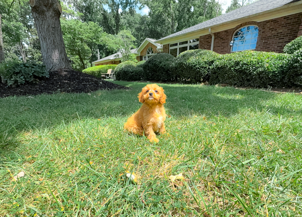 Cute Cavapoo Baby