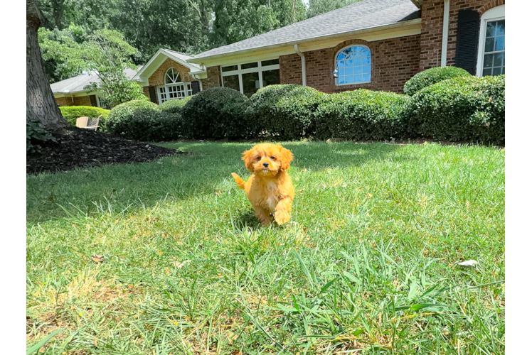 Cute Cavapoo Baby