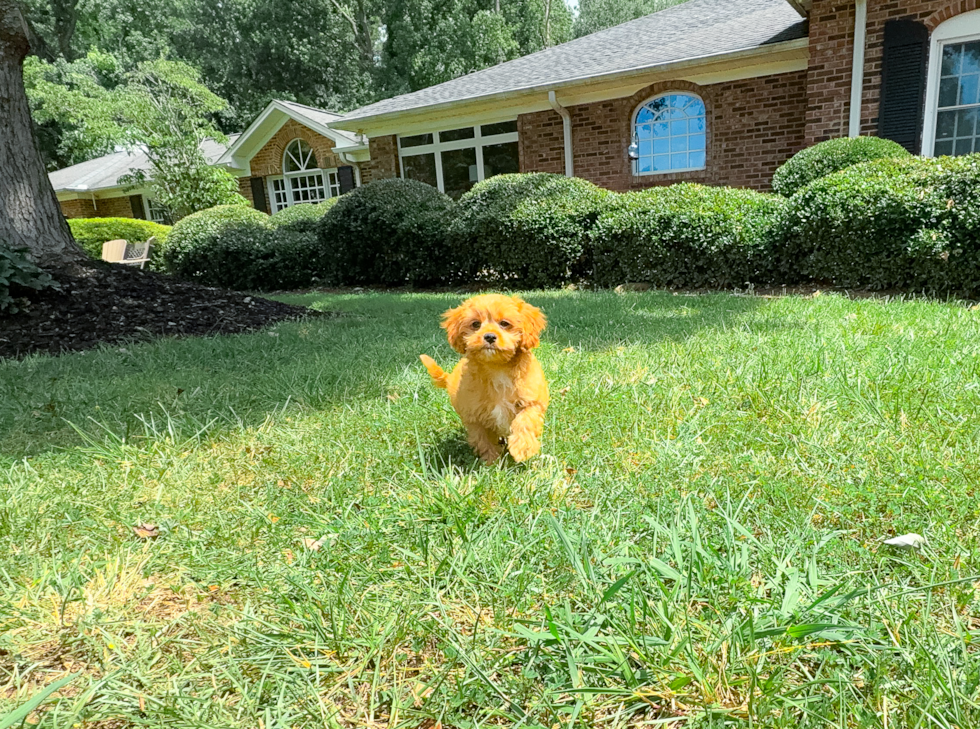 Cute Cavapoo Baby