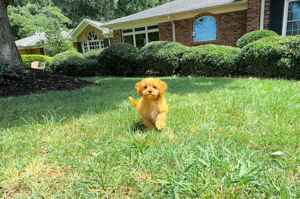 10 week old Cavapoo Puppy For Sale - Simply Southern Pups